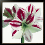 Buy Amaryllis at AllPosters.com
