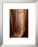 Buy Cypress Trail at AllPosters.com
