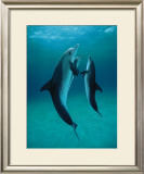 Buy Danse Des Dauphins at AllPosters.com