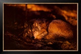 Buy Peace in the Forest at AllPosters.com