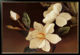 Magnolia Noir
