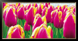 Buy Tulips at AllPosters.com