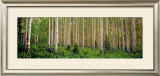 Buy Site 43 at AllPosters.com