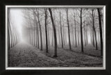 Poplars, Po River Valley, Northern Italy, 1998