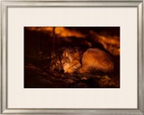 Buy Peace in the Forest at AllPosters.com