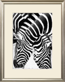 Two Zebras