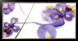 Buy Lucid Iris II at AllPosters.com