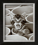 Buy Kitty Cat at AllPosters.com