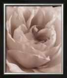 Buy Delicate Rose at AllPosters.com