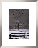 Buy Winter Flight at AllPosters.com