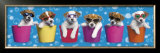 Shady Pups