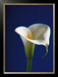Buy Arum Lily, White on Blue Background at AllPosters.com