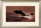 Buy Delphinus Delphis at AllPosters.com