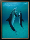 Danse Des Dauphins Framed Art Print