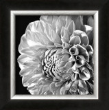 Sunburst II