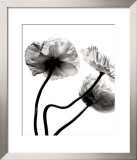 Buy Three Poppies at AllPosters.com