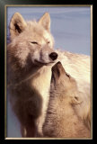 Buy Wolf Harmony at AllPosters.com