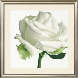 Buy White Rose I at AllPosters.com