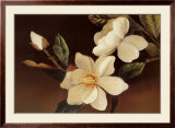 Magnolia Noir