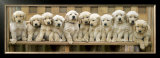 Puppy Squeeze