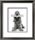 Dog News