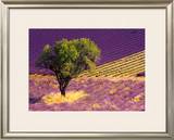 Buy Provence Scene at AllPosters.com