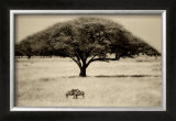The Sheltering Tree, Serengeti