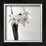 Daffodil Secrets