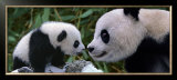 Panda Bear with Cub