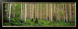 Buy Site 43 at AllPosters.com