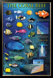 Buy The Coral Reef at AllPosters.com