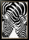 Two Zebras