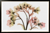 Hellebore II