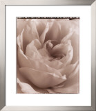 Buy Delicate Rose at AllPosters.com