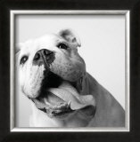 Buy Luca at AllPosters.com