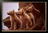 Buy Wolf Pups at AllPosters.com