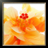 Bolero Framed Art Print