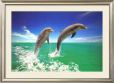 Dolphins