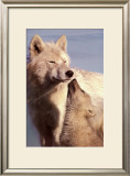 Buy Wolf Harmony at AllPosters.com
