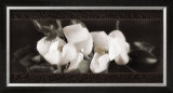 Buy Soft Magnolias II at AllPosters.com