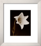 Buy White Flower at AllPosters.com