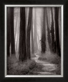 Winding Path, San Francisco