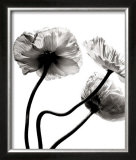 Buy Three Poppies at AllPosters.com