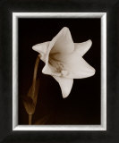 Buy White Flower at AllPosters.com