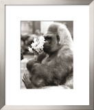 Buy Flower Power at AllPosters.com