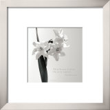 Daffodil Secrets