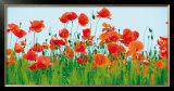 Buy Poppy Fields at AllPosters.com