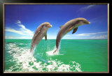 Dolphins