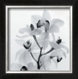 Buy Orchid Spray I at AllPosters.com