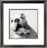 Buy Luca at AllPosters.com